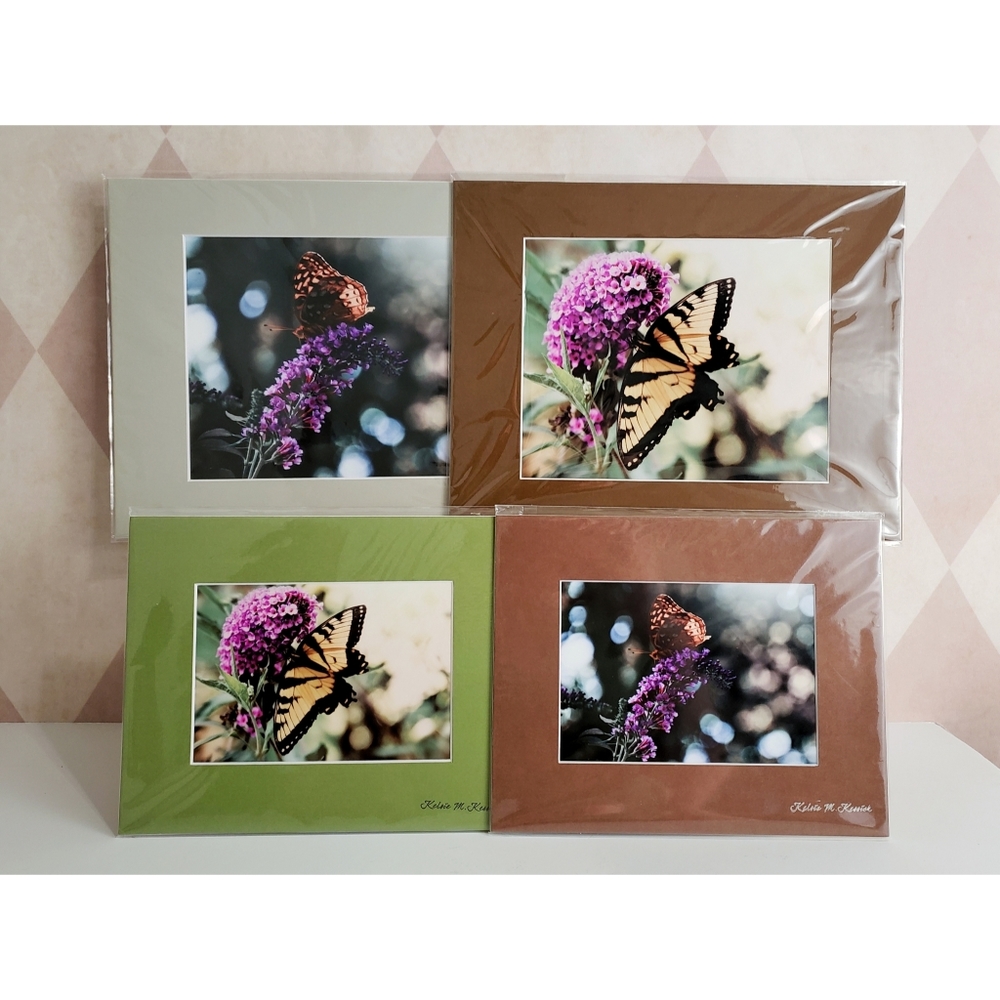 Butterfly Photography Prints
